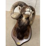 A taxidermy mounted Mouflon (Wild Sheep) with plaque, El Berrocal 24/11/11