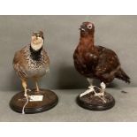 A male and female mounted taxidermy Red Grouse