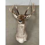 A taxidermy Stags head, unmounted