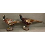 A pair of taxidermy cock phesants.