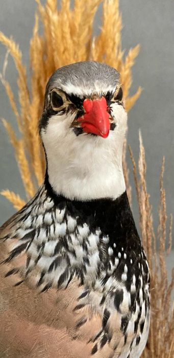A glass cased taxidermy of a Partridge - Image 3 of 3