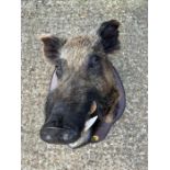 Taxidermy Boars head on wooden wall mount (H80cm W60cm D70cm)