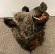 A taxidermy Boars head, unmounted