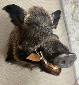 A taxidermy Boars head, unmounted