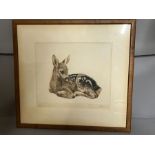 "Little Deer" reclining by Eberhardt signed etching (1895 - 1977)