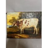 Folk Art primitive livestock portrait or prize winning cow/heifer, oil on canvas 43cm x 32cm
