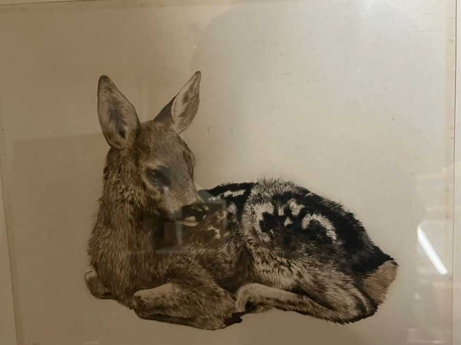 "Little Deer" reclining by Eberhardt signed etching (1895 - 1977) - Image 2 of 5