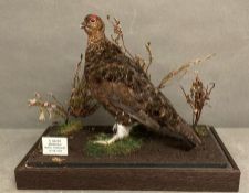A glass cased taxidermy of a red Grouse