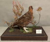 A glass cased taxidermy of a Grouse
