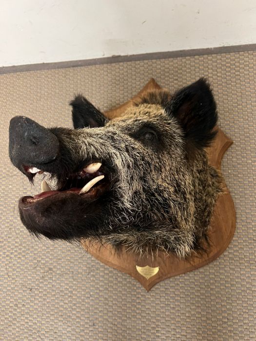 A mounted taxidermy Boars head with plaque,Parc De Launay Feb 2012