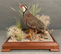 A glass cased taxidermy Partridge