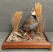 A glass cased taxidermy of a Partridge