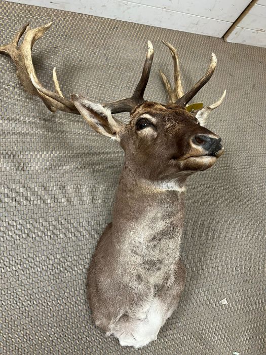 A Stags head, taxidermy unmounted - Image 2 of 3