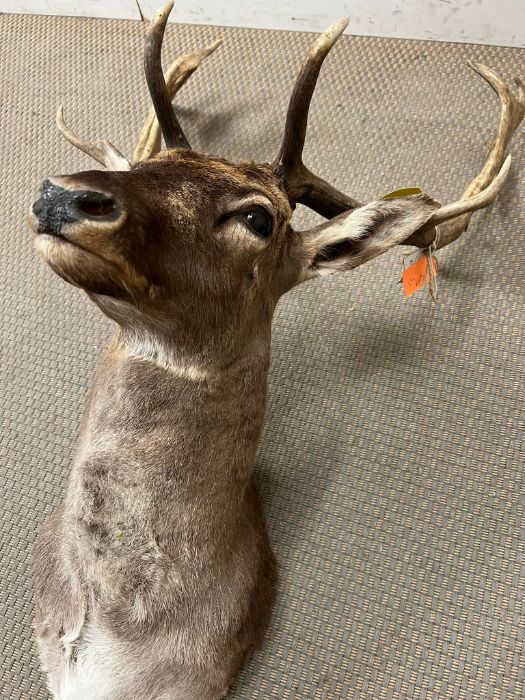 A Stags head, taxidermy unmounted - Image 3 of 3