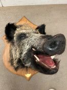 A taxidermy Boars head with plaque, Parc De Launay Feb 2012