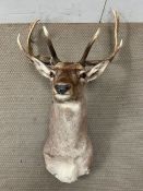 A taxidermy Stags head, unmounted