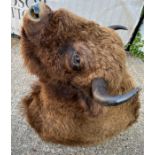 A large Bison (Buffalo) wall mounted taxidermy (106cm x 66cm)