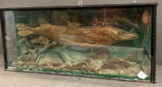A cased taxidermy of pike