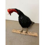 A mounted taxidermy Turkey with a mounted trophy turkey tail (H58cm)