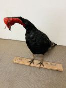 A mounted taxidermy Turkey with a mounted trophy turkey tail (H58cm)