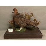 A taxidermy Red Grouse in a glass display case, Bransdale North Yorkshire 13-08-2012