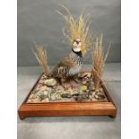 A glass cased taxidermy of a Partridge