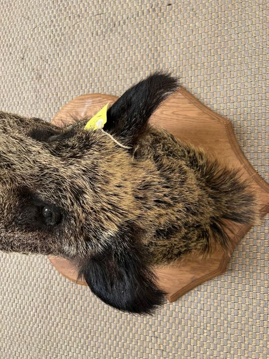 A mounted taxidermy Boars head with plaque,Parc De Launay Feb 2012 - Image 4 of 5