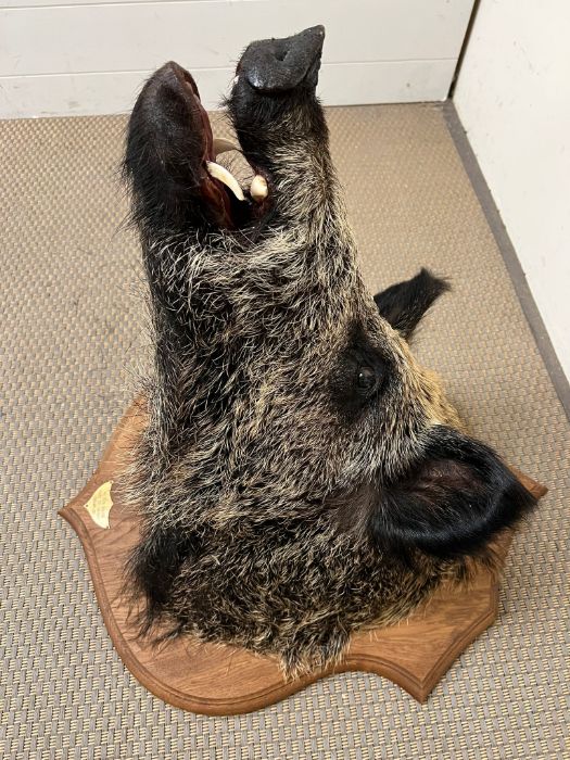 A mounted taxidermy Boars head with plaque,Parc De Launay Feb 2012 - Image 5 of 5