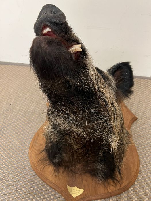 A mounted taxidermy Boars head with plaque,Parc De Launay Feb 2012 - Image 3 of 5