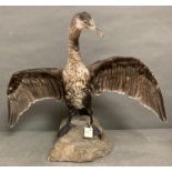 A taxidermy Cormorant with out spread wings on fibreglass rock