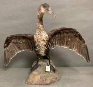 A taxidermy Cormorant with out spread wings on fibreglass rock