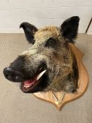 A mounted taxidermy Boars head with plaque,Parc De Launay 2011 with shell casings