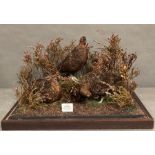 A cased taxidermy Red Grouse. A set of three presented under glass mounted in a moorland scene by