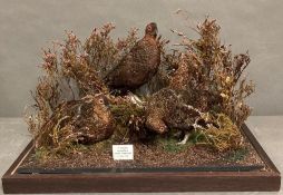 A cased taxidermy Red Grouse. A set of three presented under glass mounted in a moorland scene by