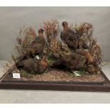 A cased taxidermy of Red Grouse. The set of four mounted with a moorland theme presented under glass