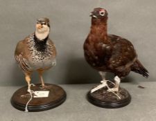 A male and female mounted taxidermy Red Grouse