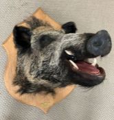 A taxidermy Boars head, mounted with a plaque,Parc De Launay Feb 2012