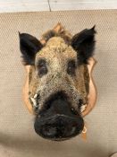 A taxidermy Boars head with plaque, Mr Juan Lengo, Parc De Launay 2011