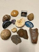A selection of fossils, stones, shells and minerals
