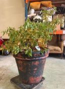 A Viburnum Shrub in a large plastic pot (H54cm Dia64cm)