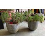 A pair of concrete planters with cosmos Sarovar red plants