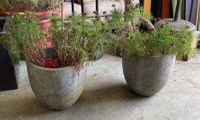 A pair of concrete planters with cosmos Sarovar red plants