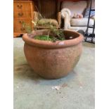 A terracotta pot with rambling rose (H38cm Dia54cm)