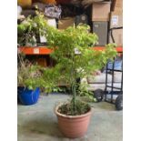 A terracotta potted Acer (H140 including tree Dia48cm)