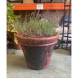A large plastic plant pot with lavender