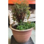 A large terracotta potted shrub (H31cm Dia50cm)