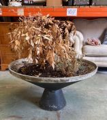 A large conical fibre glass planter (H40cm Dia80cm)