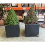 Two black square plastic planters with miniature fir trees