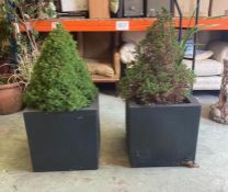 Two black square plastic planters with miniature fir trees