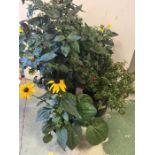 A selection of three plants, Fuchsia, Lysimachia Firecracker and Rudbeckia